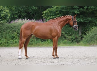 Hanovrien, Jument, 5 Ans, 170 cm, Alezan