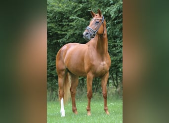 Hanovrien, Jument, 5 Ans, 170 cm, Alezan