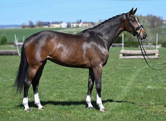 Hanovrien, Jument, 5 Ans, 170 cm, Bai brun