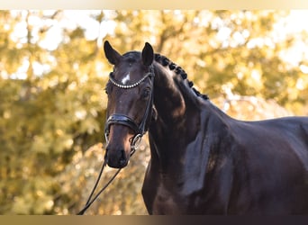 Hanovrien, Jument, 5 Ans, 170 cm, Bai brun