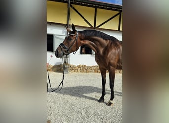 Hanovrien, Jument, 5 Ans, 170 cm, Bai brun