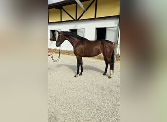 Hanovrien, Jument, 5 Ans, 170 cm, Bai brun