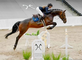 Hanovrien, Jument, 5 Ans, 170 cm, Bai brun