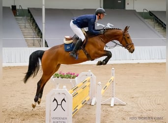 Hanovrien, Jument, 5 Ans, 170 cm, Bai brun