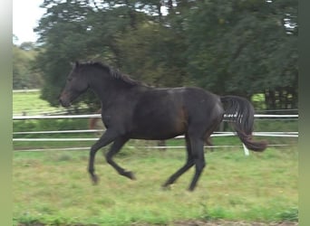 Hanovrien, Jument, 5 Ans, 170 cm, Bai brun foncé