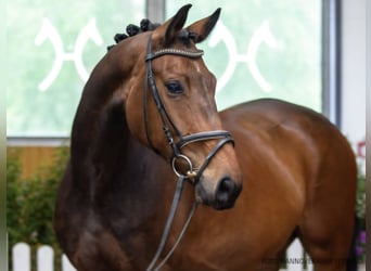 Hanovrien, Jument, 5 Ans, 170 cm, Bai