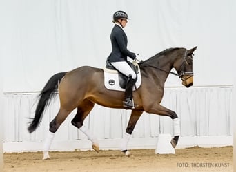 Hanovrien, Jument, 5 Ans, 170 cm, Bai