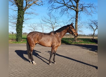 Hanovrien, Jument, 5 Ans, 170 cm, Bai