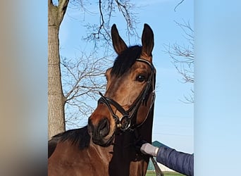Hanovrien, Jument, 5 Ans, 170 cm, Bai