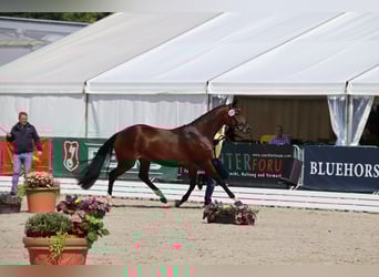 Hanovrien, Jument, 5 Ans, 170 cm, Bai