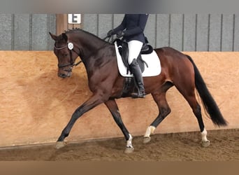 Hanovrien, Jument, 5 Ans, 170 cm, Bai