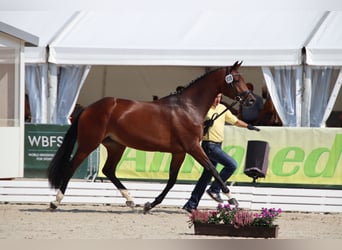 Hanovrien, Jument, 5 Ans, 170 cm, Bai