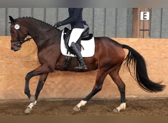 Hanovrien, Jument, 5 Ans, 170 cm, Bai