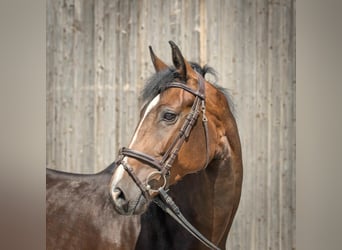 Hanovrien, Jument, 5 Ans, 170 cm, Bai