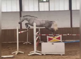 Hanovrien, Jument, 5 Ans, 170 cm, Gris