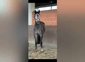 Hanovrien, Jument, 5 Ans, 170 cm, Gris