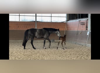 Hanovrien, Jument, 5 Ans, 170 cm, Gris