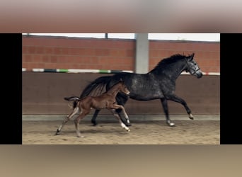 Hanovrien, Jument, 5 Ans, 170 cm, Gris