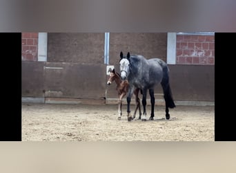 Hanovrien, Jument, 5 Ans, 170 cm, Gris