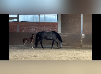 Hanovrien, Jument, 5 Ans, 170 cm, Gris