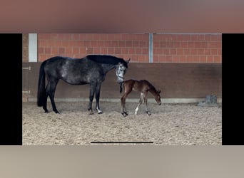 Hanovrien, Jument, 5 Ans, 170 cm, Gris