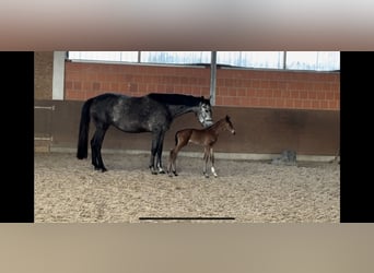 Hanovrien, Jument, 5 Ans, 170 cm, Gris
