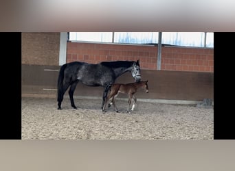 Hanovrien, Jument, 5 Ans, 170 cm, Gris