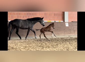 Hanovrien, Jument, 5 Ans, 170 cm, Gris