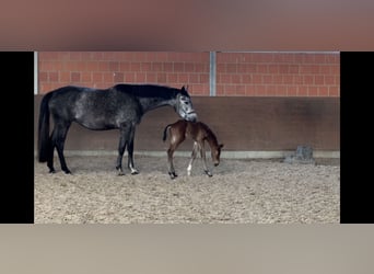 Hanovrien, Jument, 5 Ans, 170 cm, Gris