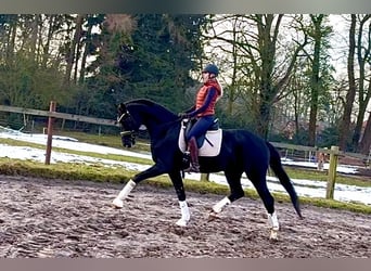 Hanovrien, Jument, 5 Ans, 170 cm, Noir