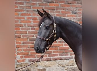Hanovrien, Jument, 5 Ans, 170 cm, Noir