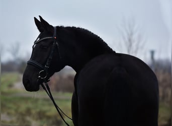 Hanovrien, Jument, 5 Ans, 170 cm, Noir