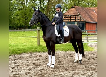 Hanovrien, Jument, 5 Ans, 170 cm, Noir