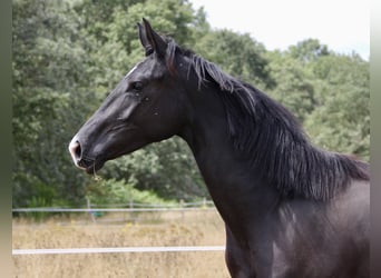 Hanovrien, Jument, 5 Ans, 170 cm, Noir
