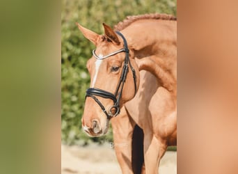 Hanovrien, Jument, 5 Ans, 171 cm, Alezan