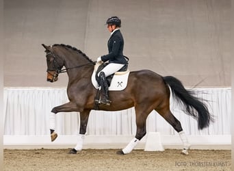 Hanovrien, Jument, 5 Ans, 171 cm, Bai brun