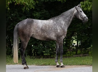 Hanovrien, Jument, 5 Ans, 171 cm, Gris