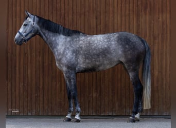 Hanovrien, Jument, 5 Ans, 171 cm, Gris