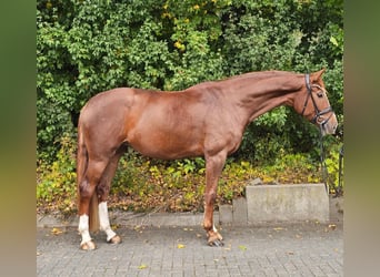 Hanovrien, Jument, 5 Ans, 172 cm, Alezan