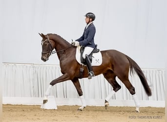 Hanovrien, Jument, 5 Ans, 172 cm, Alezan