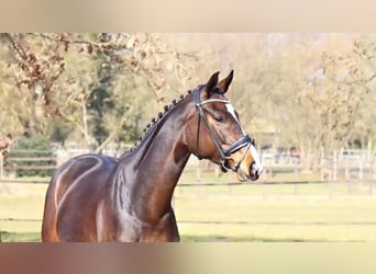Hanovrien, Jument, 5 Ans, 172 cm, Bai brun