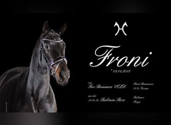 Hanovrien, Jument, 5 Ans, 172 cm, Bai brun foncé