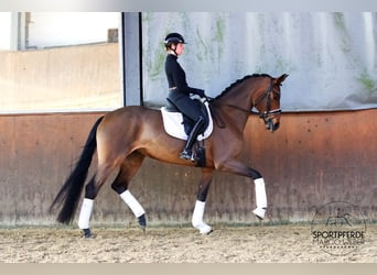 Hanovrien, Jument, 5 Ans, 172 cm, Bai