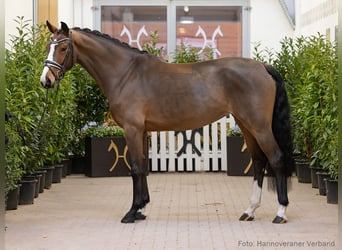 Hanovrien, Jument, 5 Ans, 172 cm, Bai