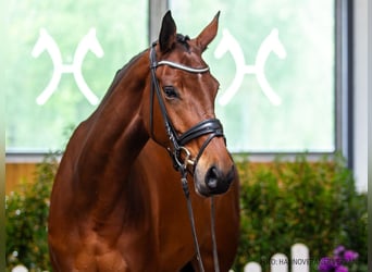 Hanovrien, Jument, 5 Ans, 172 cm, Bai