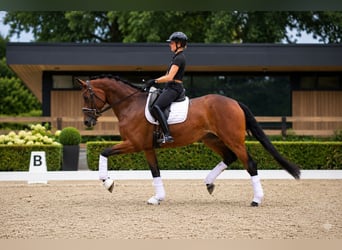 Hanovrien, Jument, 5 Ans, 172 cm, Bai