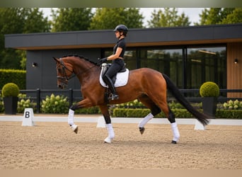 Hanovrien, Jument, 5 Ans, 172 cm, Bai