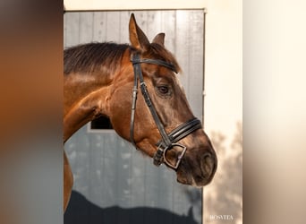 Hanovrien, Jument, 5 Ans, 172 cm