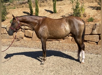 Hanovrien, Jument, 5 Ans, 172 cm