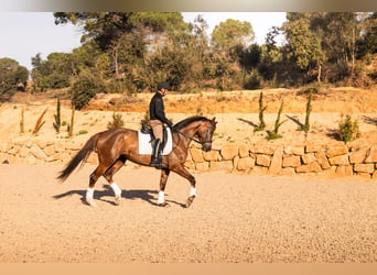 Hanovrien, Jument, 5 Ans, 172 cm